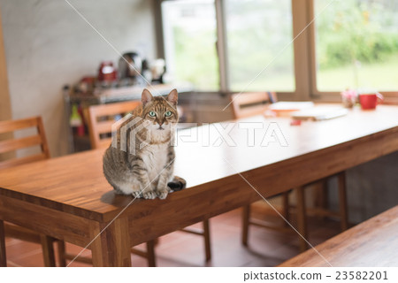 domestic tabby cat 23582201
