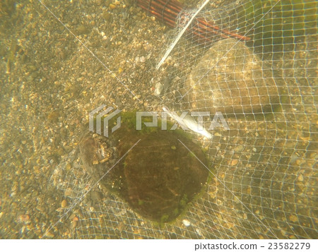 Sweetfish netting of sweetfish Sweetfish netting of sweetfish 23582279