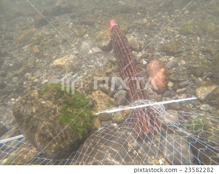 Sweetfish netting of sweetfish Sweetfish netting of sweetfish 23582282