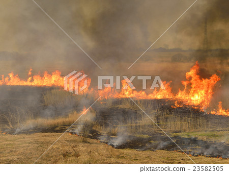 Watarase Seto的Yoshiyaki Watarase Seto的Yoshiyaki 23582505