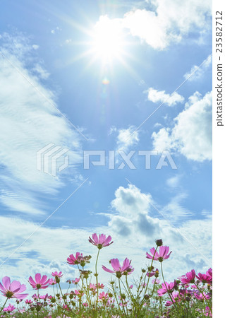 Cosmos field blue sky 23582712