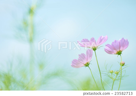 Gently blooming pastel pale cosmos flowers Gently blooming pastel pale cosmos flowers 23582713
