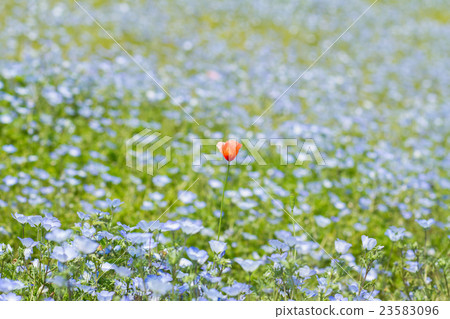 Carpet of Nemophila, or baby blue eyes flower Carpet of Nemophila, or baby blue eyes flower 23583096