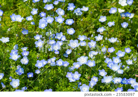 Carpet of Nemophila, or baby blue eyes flower Carpet of Nemophila, or baby blue eyes flower 23583097