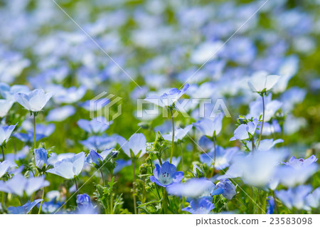 Carpet of Nemophila, or baby blue eyes flower 23583098