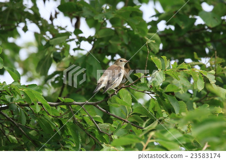 Wild bird 23583174