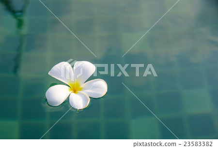 Tropical flowers of Plumeria in swimming pool. Tropical flowers of Plumeria in swimming pool. 23583382