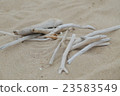 Driftwood and Shirahama 23583549