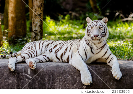 white tiger 23583905