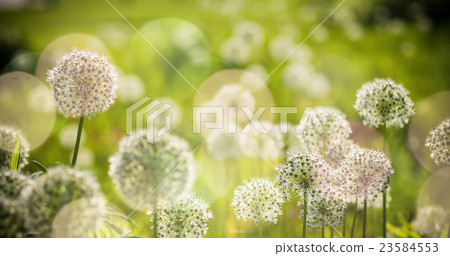 Beautiful White Allium circular globe shaped 23584553
