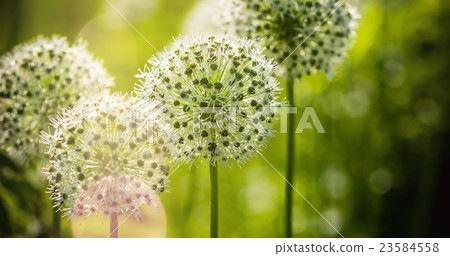Beautiful White Allium circular globe shaped Beautiful White Allium circular globe shaped 23584558