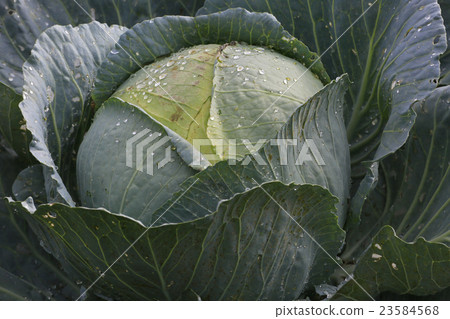 cabbage  23584568