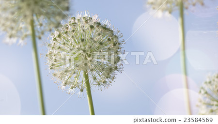 White Allium circular globe shaped flowers blow in White Allium circular globe shaped flowers blow in 23584569