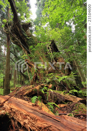 Stock cedar root Stock cedar root 23584600