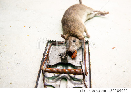 dead rat killed by rat-trap dead rat killed by rat-trap 23584951