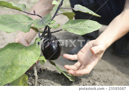 茄子收穫 23585087