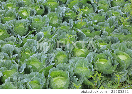 Takahara cabbage 23585221