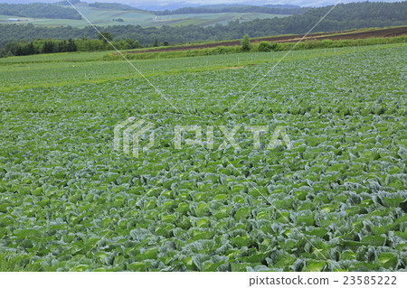 Takahara cabbage 23585222