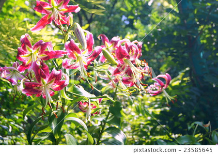 Blooming lily canopy 23585645