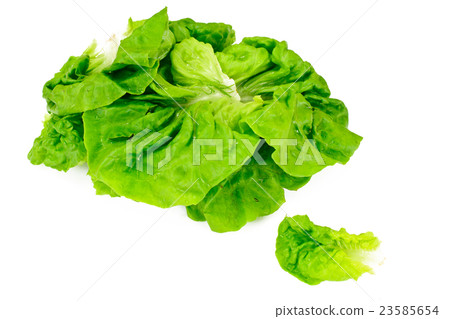 Green Fresh Lettuce Green Fresh Lettuce 23585654