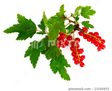 Red Currants Isolated on White 23585655