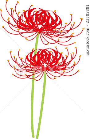 Cluster amaryllis red 23585881