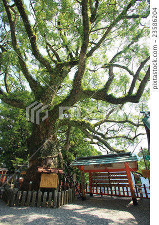 Nachiyama Aokogiji Nachiyama Aokogiji 23586204