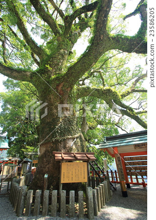 Nachiyama Aokogiji 23586205