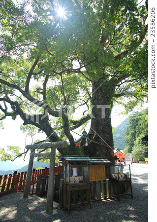 Nachiyama Aokogiji Nachiyama Aokogiji 23586206