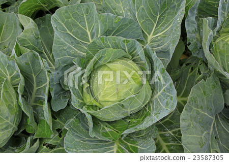 Takahara cabbage 23587305