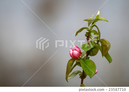 卡琳榠楂 23587710