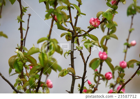 卡琳榠楂 23587712