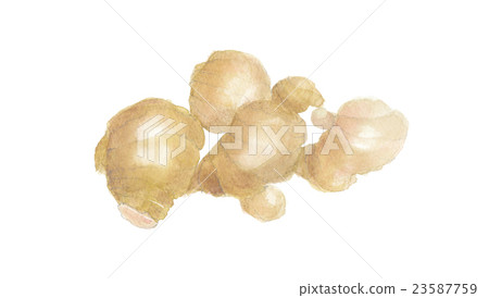 Ginger ginger 23587759