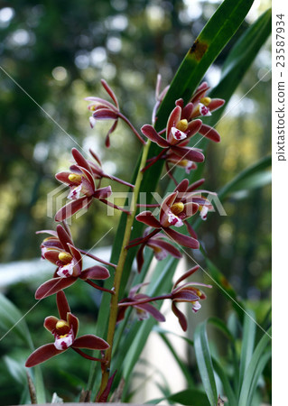 Kinryouhen Kinryouhen 23587934