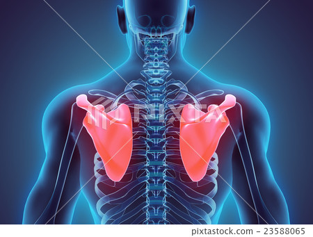 3D illustration of Scapula, medical concept. 23588065