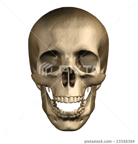 Human skull isolated on white background. 23588384