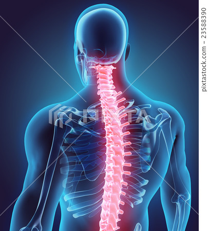 3D illustration of Spine, medical concept. 23588390