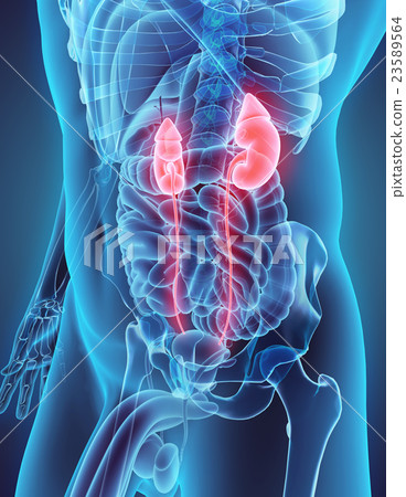 3D illustration of Urinary System. 3D illustration of Urinary System. 23589564