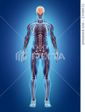 Human Internal System - Nervous system. 23589572