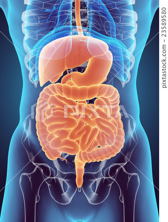 3D human male x-ray digestive system. 23589580