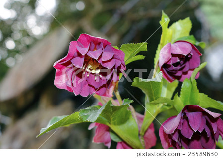 聖誕節玫瑰helebols 23589630