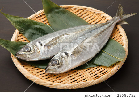 竹莢魚 竹莢魚 23589752