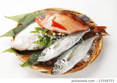 魚類分類 魚類分類 23589753