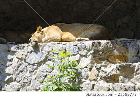 A lioness is resting in Zoo Kiev (Ukraine). A lioness is resting in Zoo Kiev (Ukraine). 23589772