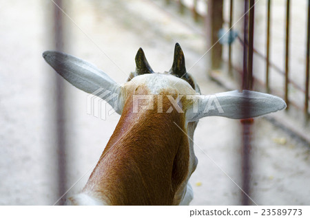 Antelope in zoo Kiev (Ukraine). 23589773
