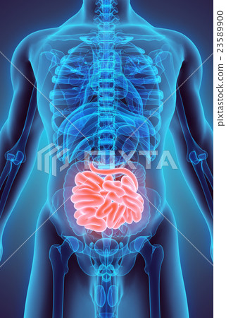 3D illustration of Small Intestine. 23589900