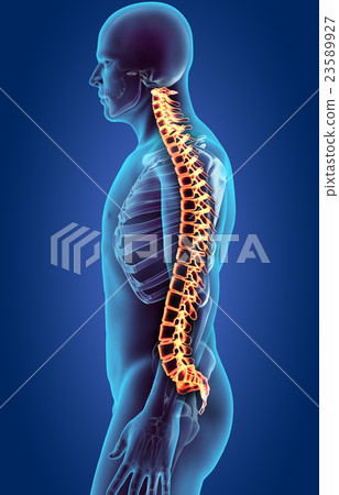 Skeleton system - X-ray human spine. Skeleton system - X-ray human spine. 23589927