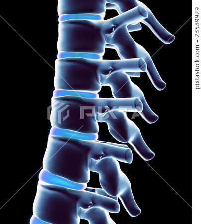 3D illustration Skeleton system X-ray human spine. 23589929