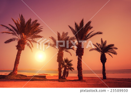 Orange sunset over beach with palm trees Orange sunset over beach with palm trees 23589930