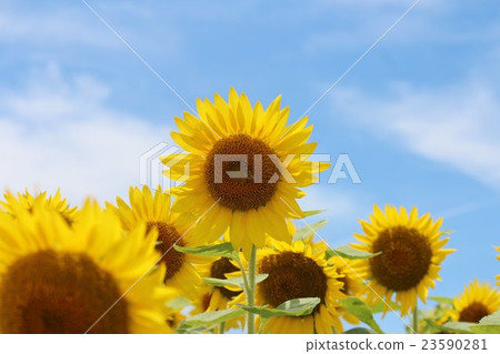 sunflower sunflower 23590281